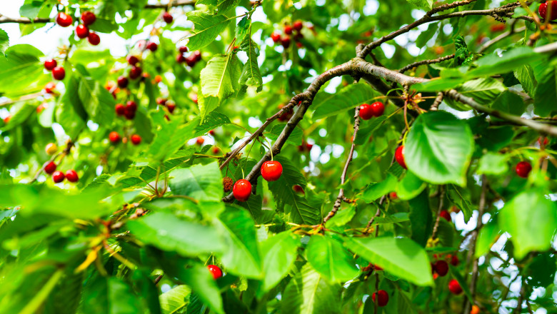 video cirese mai scumpe in 2025 gerul din aprilie a compromis complet livezile din unele zone ale tarii 68109ab63c2d7