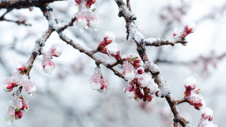 video floarea este deja partial inghetata urmarile ninsorilor din ultimele zile livezi intregi inflorite lovite de ger si zapada 67ebc1dc4ff22