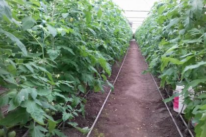 video guvernul ajuta agricultorii care cultiva legume in sere si solarii cu 350 milioane lei 67ee4e8c4b491