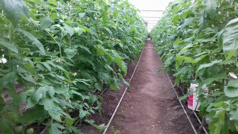 video guvernul ajuta agricultorii care cultiva legume in sere si solarii cu 350 milioane lei 67ee4e8c4b491