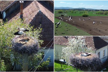 video judetul cu 400 de cuiburi de berze imagini spectaculoase din comuna in care aproape fiecare stalp e acasa pentru zeci de inaripate 680dae586b00a