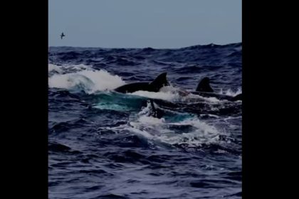 video momentul in care 60 de balene ucigase se unesc pentru a ataca cea mai mare creatura de pe planeta 67f8c7548b106