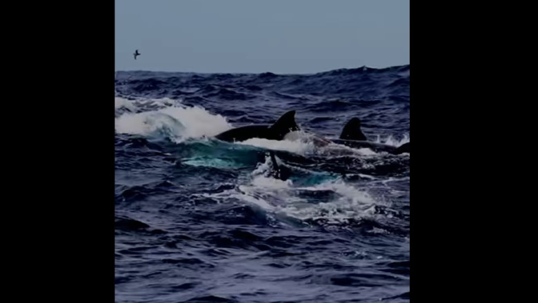 video momentul in care 60 de balene ucigase se unesc pentru a ataca cea mai mare creatura de pe planeta 67f8c7548b106