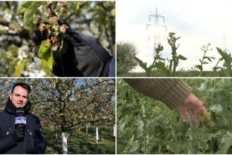 video nu ne mai asteptam la aceasta zapada prapad in livezi si pe camp din cauza valului de frig din ultimele zile 67f4a73d7a0ae