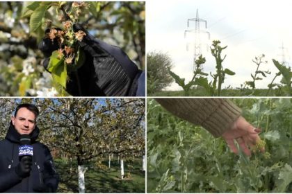 video nu ne mai asteptam la aceasta zapada prapad in livezi si pe camp din cauza valului de frig din ultimele zile 67f4a73d7a0ae