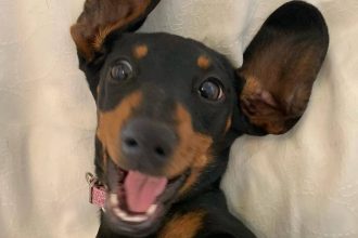 video o catelusa a fost salvata dupa ce a petrecut un an si cinci luni in salbaticie in australia cum a reusit sa supravietuiasca 680f02310646f