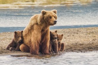 video o ursoaica cu trei pui a intrat intr o unitate militara din miercurea ciuc militarii au alungat animalele cu petarde 67ebc11101506