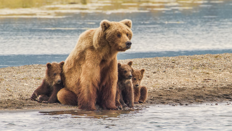 video o ursoaica cu trei pui a intrat intr o unitate militara din miercurea ciuc militarii au alungat animalele cu petarde 67ebc11101506