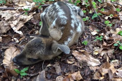 video pericol pentru animalele de la zoo o caprioara de la gradina zoologica din craiova a murit dupa ce a fost hranita de turisti 6811e6d123c6a