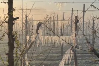 video preturile la cirese si la alte fructe vor exploda inghetul a distrus livezile din tara situatia este una dezastruoasa 6805407a1a224