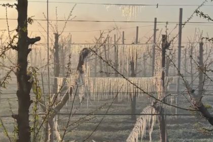 video preturile la cirese si la alte fructe vor exploda inghetul a distrus livezile din tara situatia este una dezastruoasa 6805407a1a224