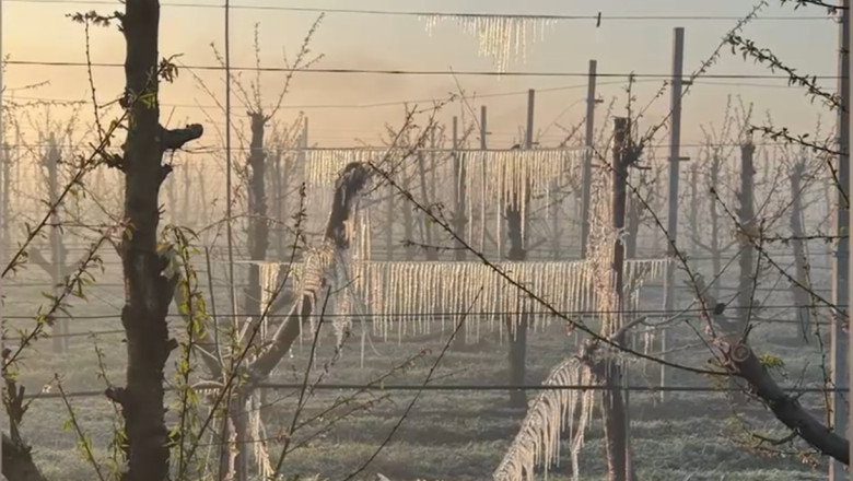 video preturile la cirese si la alte fructe vor exploda inghetul a distrus livezile din tara situatia este una dezastruoasa 6805407a1a224