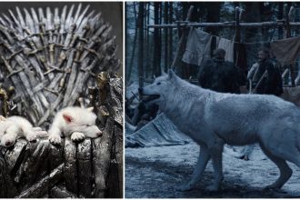 video primul proces de dez extinctie din lume lupii stravechi din seria game of thrones readusi la viata prin inginerie genetica 67f7f374a2149