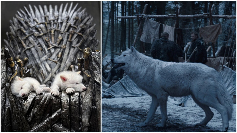 video primul proces de dez extinctie din lume lupii stravechi din seria game of thrones readusi la viata prin inginerie genetica 67f7f374a2149