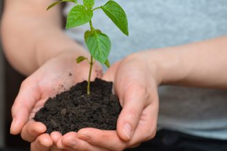 video rasadurile de primavara au ajuns pe tarabe in piete care sunt cele mai cautate soiuri de rosii si cu cat se vand anul acesta 67ebc1cd04f4c