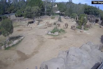 video reactia unor elefanti de la gradina zoologica din san diego in timpul unui cutremur isi protejeaza cei mai tineri membri ai turmei 67fe08a4b6ae8