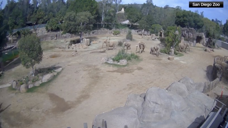 video reactia unor elefanti de la gradina zoologica din san diego in timpul unui cutremur isi protejeaza cei mai tineri membri ai turmei 67fe08a4b6ae8