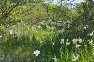 video spectacolul naturii la doar 5 kilometri de targu jiu poiana narciselor a inflorit ce risca cei care rup florile din aria protejata 680df37c66975