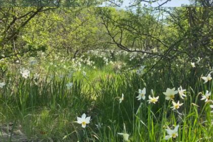 video spectacolul naturii la doar 5 kilometri de targu jiu poiana narciselor a inflorit ce risca cei care rup florile din aria protejata 680df37c66975
