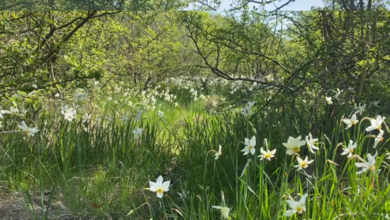 video spectacolul naturii la doar 5 kilometri de targu jiu poiana narciselor a inflorit ce risca cei care rup florile din aria protejata 680df37c66975