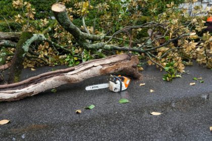 video trump a plantat in curtea casei albe cu ajutorul unei lopeti de aur o maganolie copacul a inlocuit celebra magnolie jackson 67f68a4d8d96e