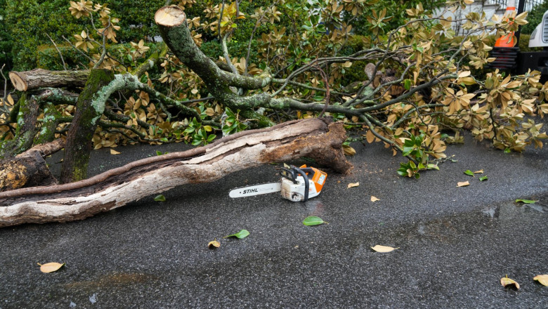 video trump a plantat in curtea casei albe cu ajutorul unei lopeti de aur o maganolie copacul a inlocuit celebra magnolie jackson 67f68a4d8d96e