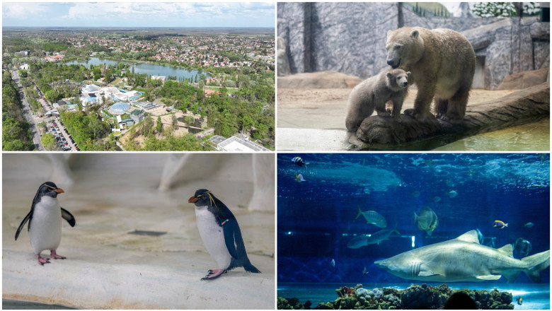 videofoto gradina zoo din ungaria in care traiesc 5 000 de animale mii de romani ii trec anual pragul e o senzatie incredibila 6809b875e9cc7