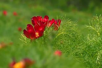 vremea rece intarzie inflorirea bujorului de stepa de la zau de campie din judetul mures avertisment pentru turisti 67fe0434e1a87