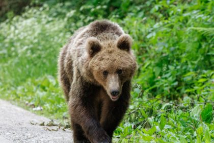 alerta in campina un urs a fost vazut pe o strada din oras 68206c0925096
