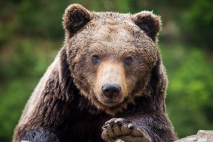 alerta in prahova doi ursi au fost vazuti pe strazile din sinaia si din comuna cornu 68211015a3d1e