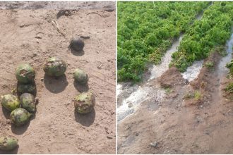 aruncata ce sa facem cu ea grindina a produs ravagii in sudul tarii pepenii de dabuleni mai putini si mai scumpi anul acesta 68244fa4809e1