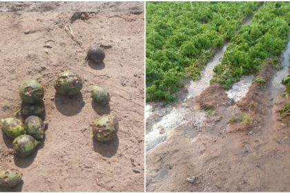 aruncata ce sa facem cu ea grindina a produs ravagii in sudul tarii pepenii de dabuleni mai putini si mai scumpi anul acesta 68244fa4809e1