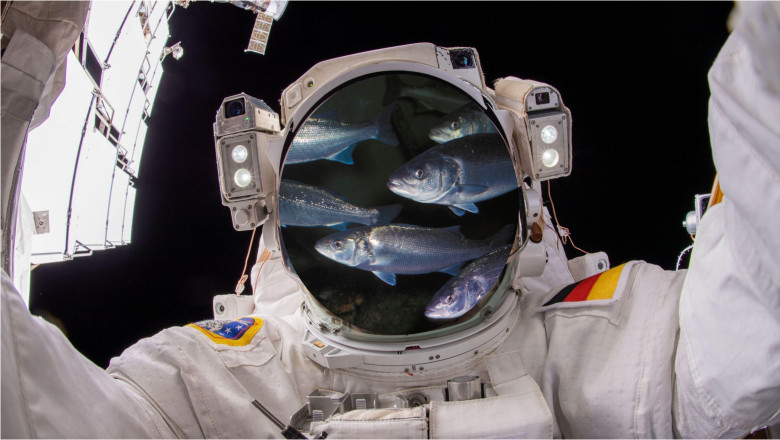 bibani de mare si creveti in spatiu cum vor creste astronautii viitorului pesti pe luna si pe marte 681838fe40961