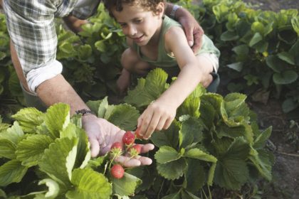 conceptul culege ti singur fructele ia amploare in romania ce reducere primesc clientii care merg direct in livezi sau pe plantatii 682416397b754