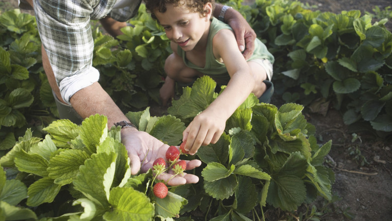 conceptul culege ti singur fructele ia amploare in romania ce reducere primesc clientii care merg direct in livezi sau pe plantatii 682416397b754