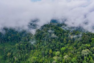 distrugerea padurilor tropicale a atins un nivel record in 2024 este echivalent cu pierderea a 18 terenuri de fotbal pe minut 682ead06b013d