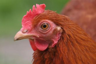 inchirierea unei gaini noua gaselnita a americanilor dupa explozia preturilor la oua 6814bbf88e814