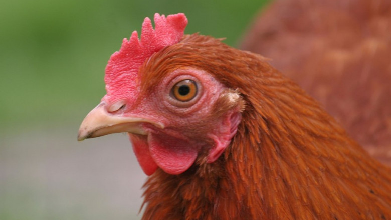 inchirierea unei gaini noua gaselnita a americanilor dupa explozia preturilor la oua 6814bbf88e814