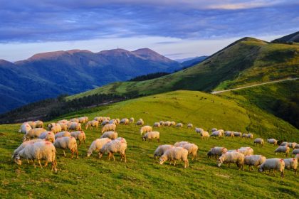 legatura dintre oi si om e laptele cum arata o zi la stanele din runcu unde ciobanii pregatesc si azi branza dupa retete de demult 6824163e02a9c