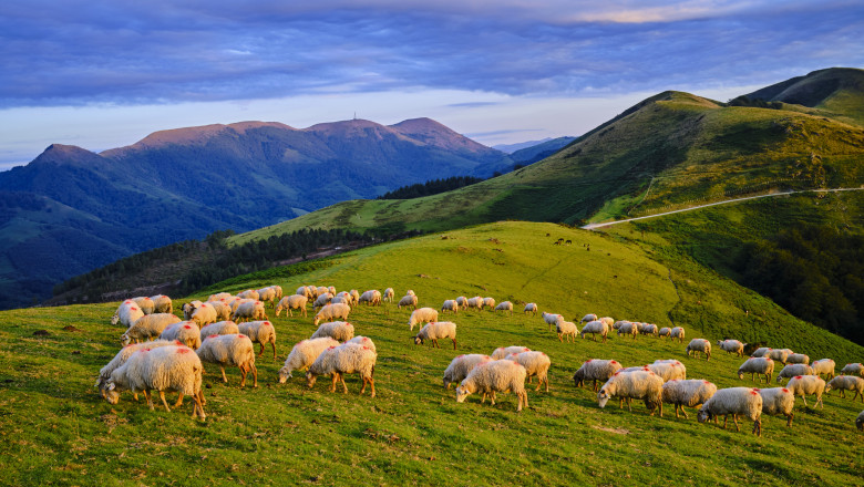 legatura dintre oi si om e laptele cum arata o zi la stanele din runcu unde ciobanii pregatesc si azi branza dupa retete de demult 6824163e02a9c