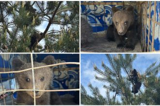 noi locatari la sanctuarul de ursi din zarnesti povestea celor doi pui de 3 luni salvati dintr un copac n au indraznit sa coboare 6824a0f8b121a