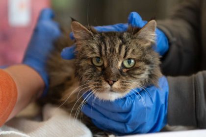 o pisica a supravietuit dupa ce a cazut de la 115 metri insa stapanii ei au murit era doar putin intepenita 6814bacd12b3f