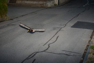 o rata a fost surprinsa de radarul politiei elvetiene in timp ce depasea viteza legala intr o localitate e deja la a doua recidiva 68243294ad184