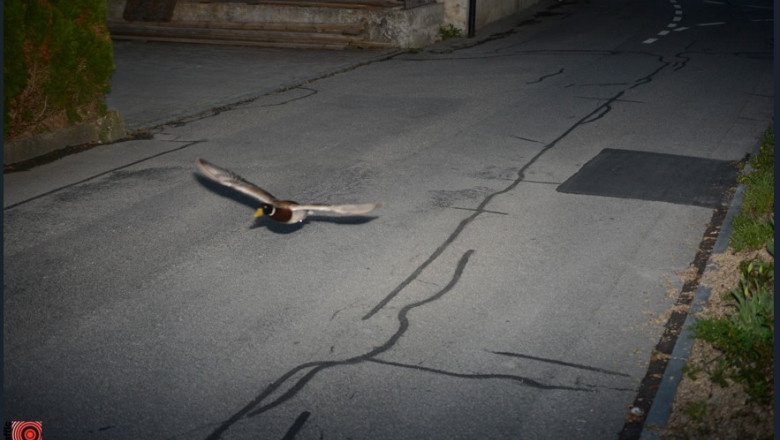 o rata a fost surprinsa de radarul politiei elvetiene in timp ce depasea viteza legala intr o localitate e deja la a doua recidiva 68243294ad184