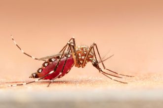 oamenii de stiinta spun ca au gasit o modalitate de tratare a tantarilor contra malariei 682ff417c861f