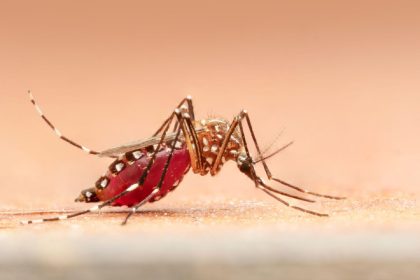oamenii de stiinta spun ca au gasit o modalitate de tratare a tantarilor contra malariei 682ff417c861f