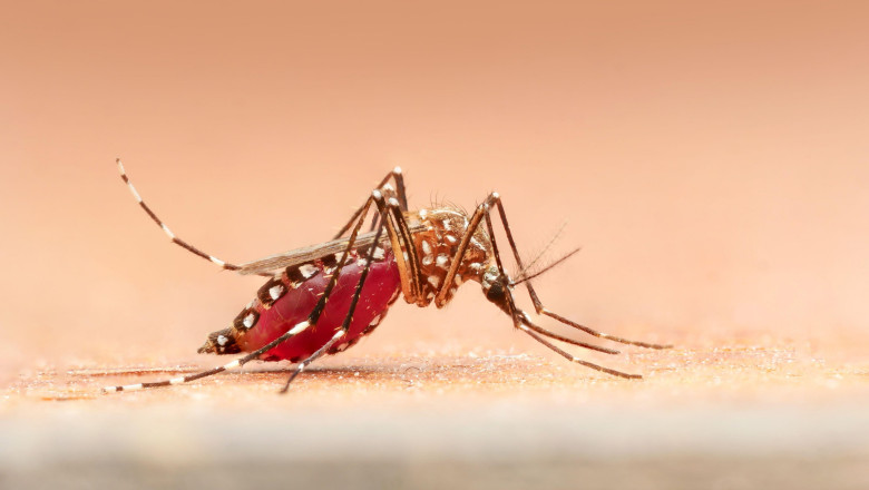 oamenii de stiinta spun ca au gasit o modalitate de tratare a tantarilor contra malariei 682ff417c861f