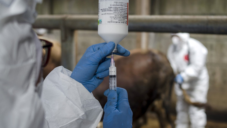 onu avertizeaza europa se confrunta cu cea mai grava epidemie de febra aftoasa de la inceputul secolului 6818d14964ebf