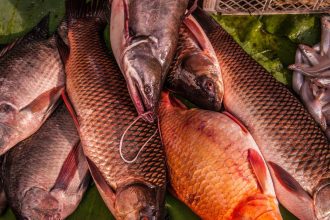 pasiune de microbist un norvegian a dat cinci kilograme de peste pentru un bilet la meciul bodo glimt tottenham 681b3e6175af6