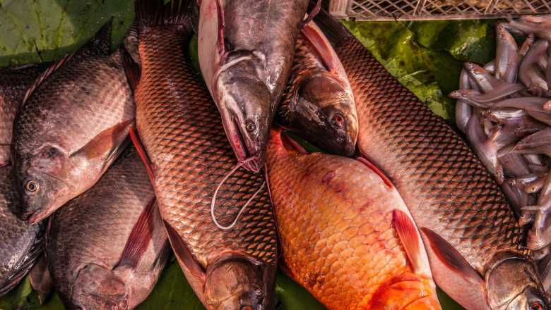 pasiune de microbist un norvegian a dat cinci kilograme de peste pentru un bilet la meciul bodo glimt tottenham 681b3e6175af6